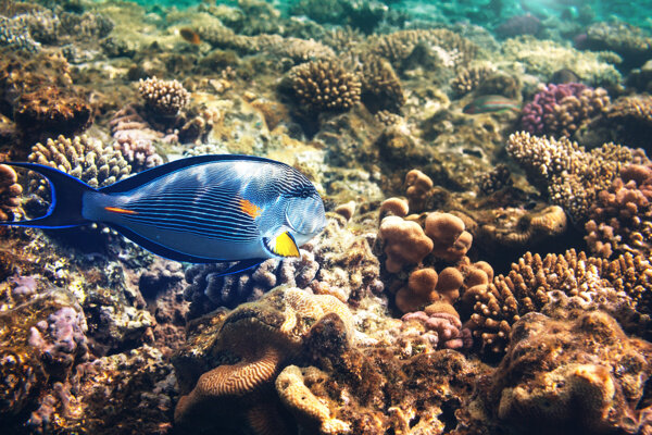 珊瑚与鱼类动物图片