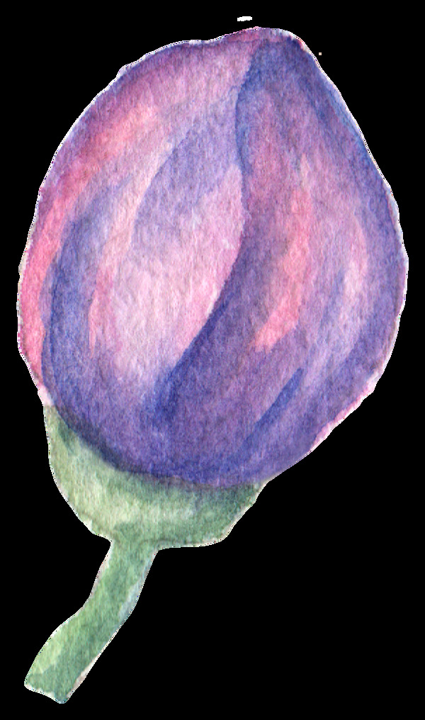 彩铅手绘花卉花朵