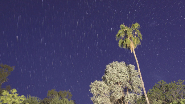 夜晚星光转动下的大树动态实拍视频