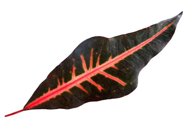 红色叶脉的植物叶片素材
