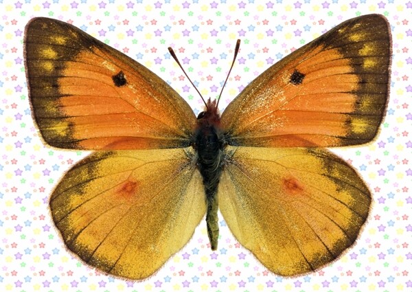 黄褐渐变色大翅膀蝴蝶图片