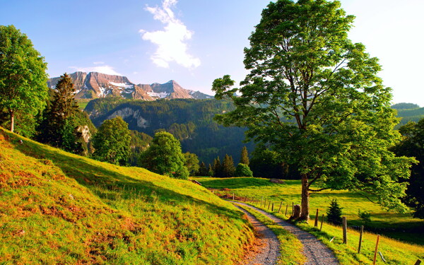 山峰树林草地小路风景图片