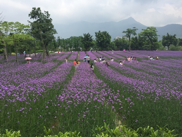 花海