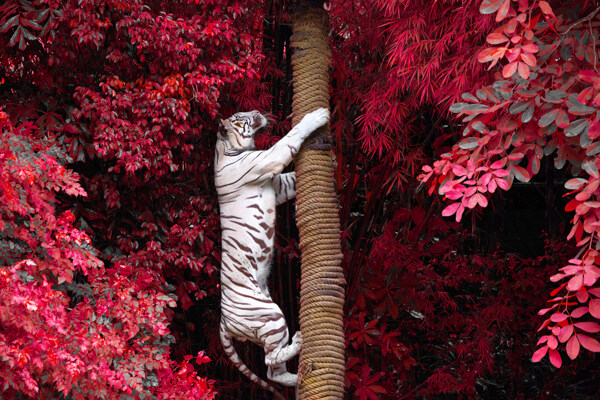 爬树的白色老虎