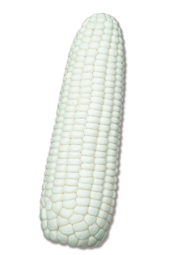 白糯玉米PSD图片