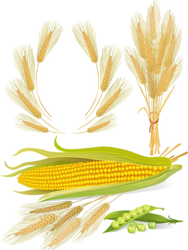 小麦玉米矢量图