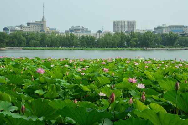 莲花池风景