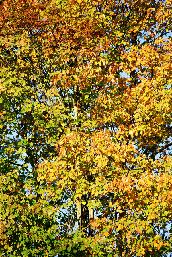 秋天树叶背景摄影图片
