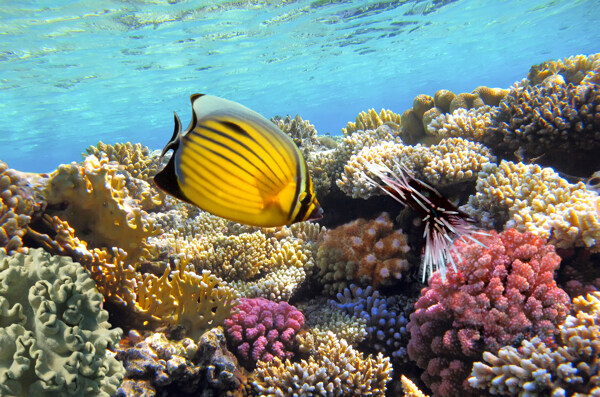 海洋生物图片