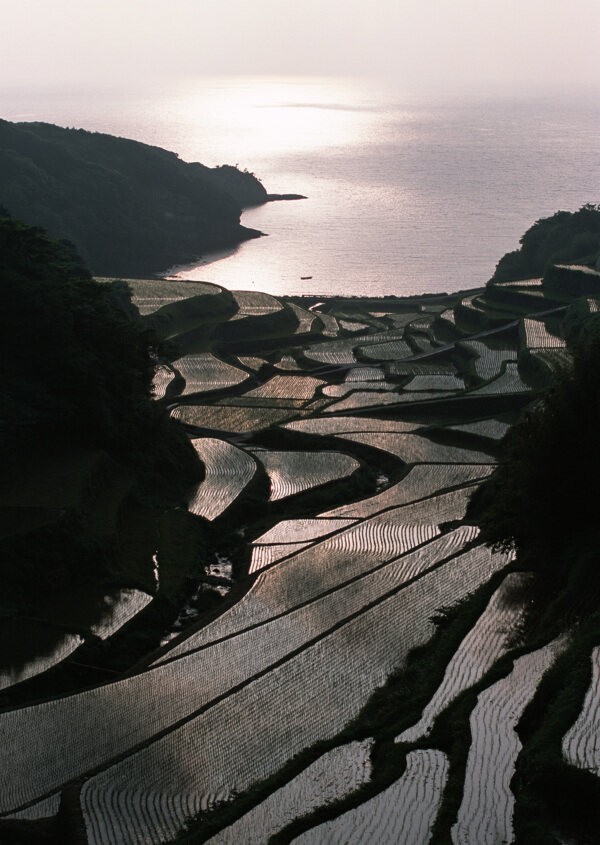 乡村田园图片庄稼植物田野