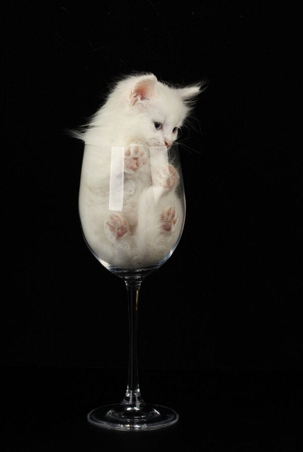 掉进酒里的白猫