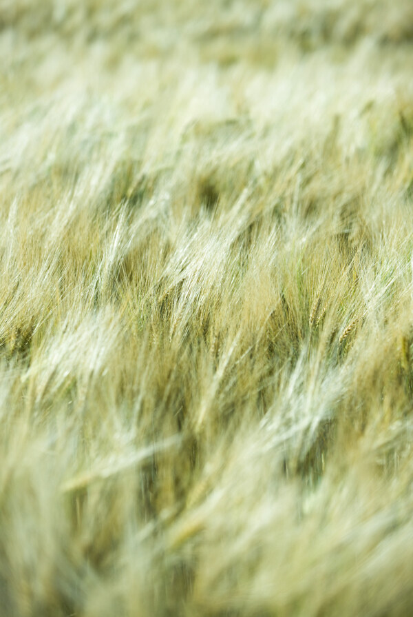麦子麦穗风景