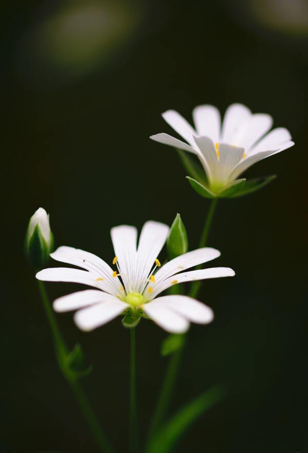 花草