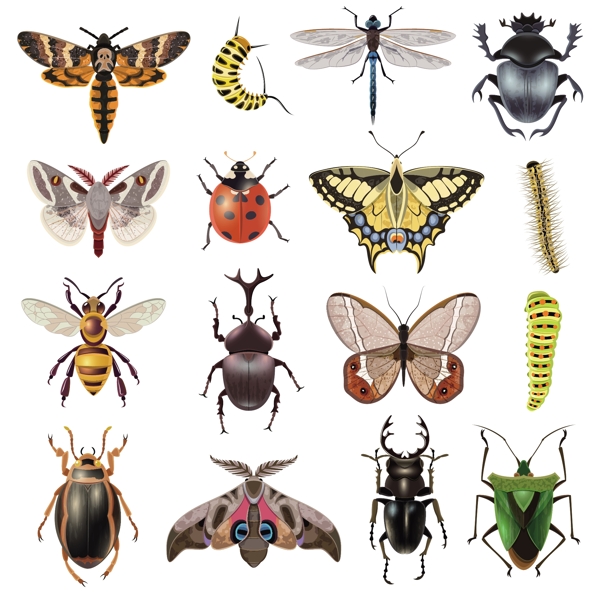 各种形态颜色的昆虫集合