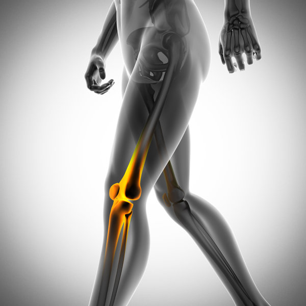 人体膝关节图片
