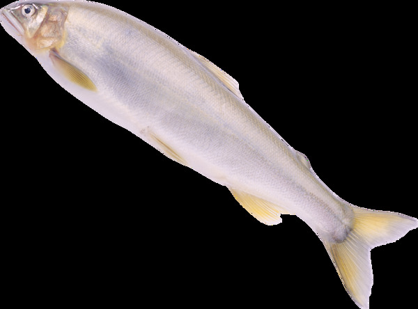银色海洋鱼类图片免抠png透明图层素材