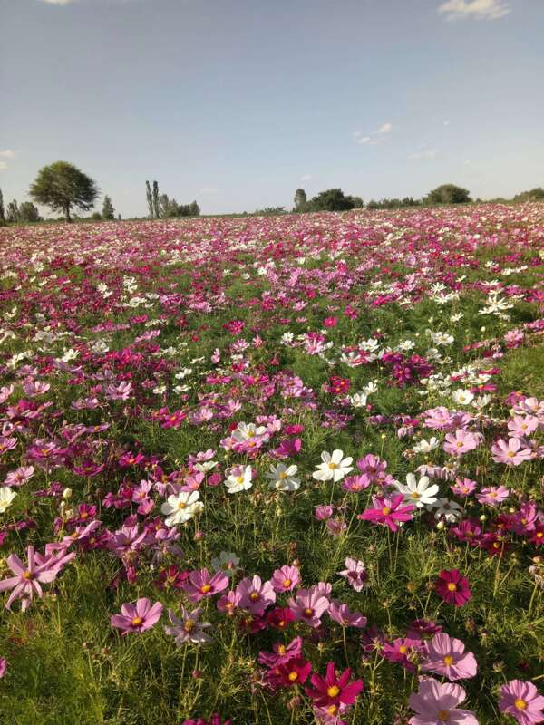 花田