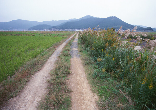 乡间小路摄影图片