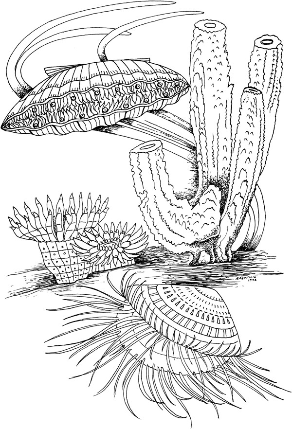 海洋生物014