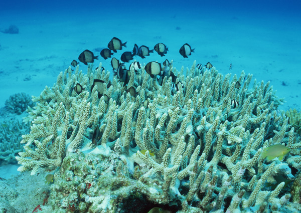 海洋生物