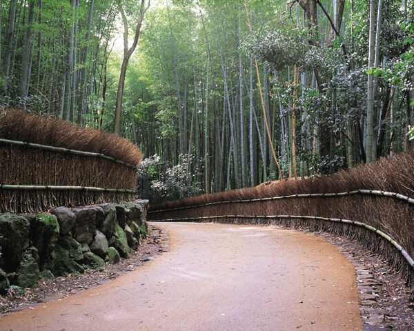 乡村小路