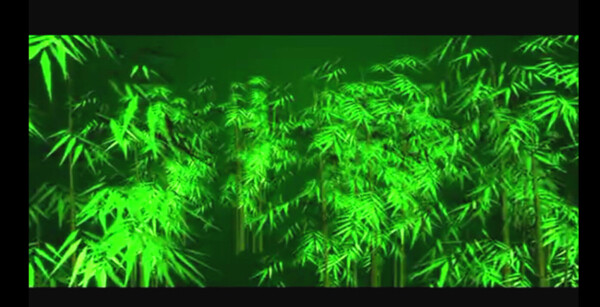 绿色竹林视频素材