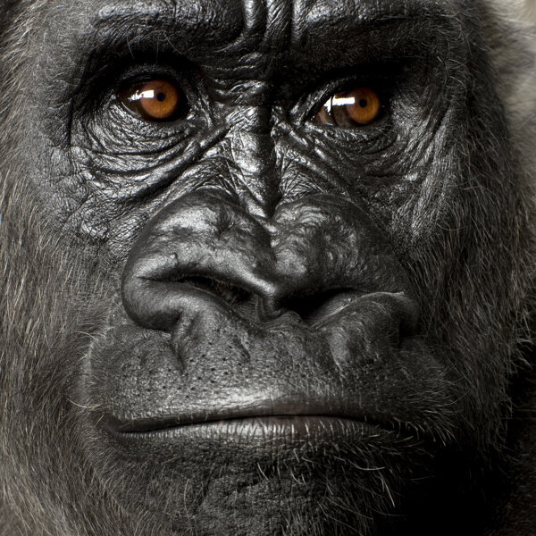 猩猩脸部摄影