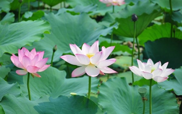 荷花夏天绿色