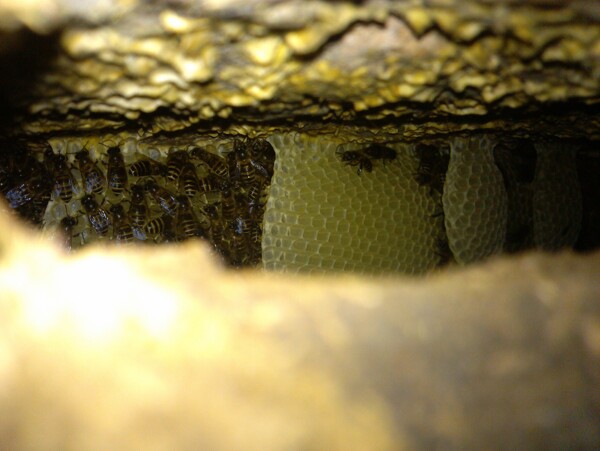 蜜蜂蜂巢蜂蜜图片