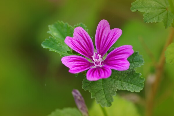 美丽的紫色锦葵花图片