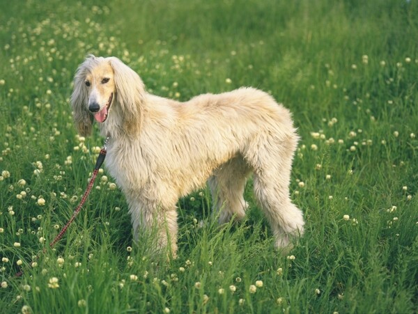 站在草地里的小狗图片
