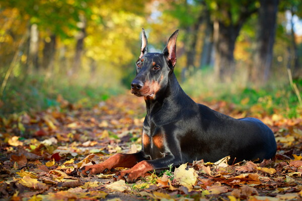 可爱杜宾犬图片