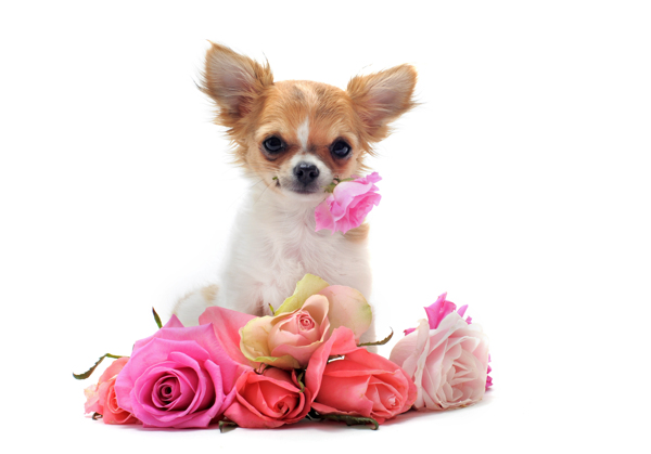 可爱小狗与玫瑰图片
