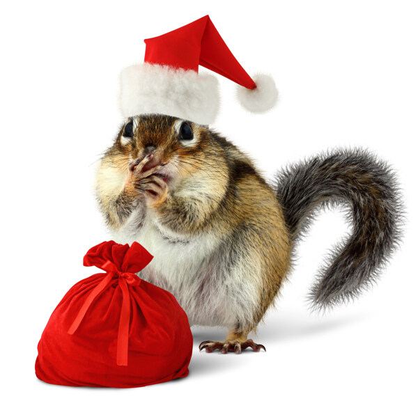 圣诞松鼠与袋子图片
