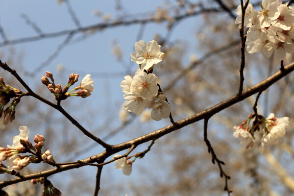 樱花图片