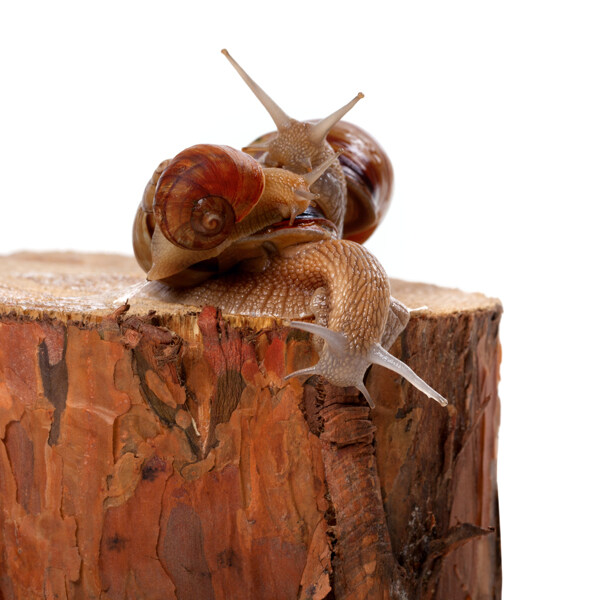 爬在木桩上的蜗牛