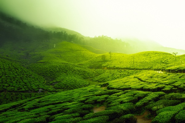 清晨绿色茶园风景