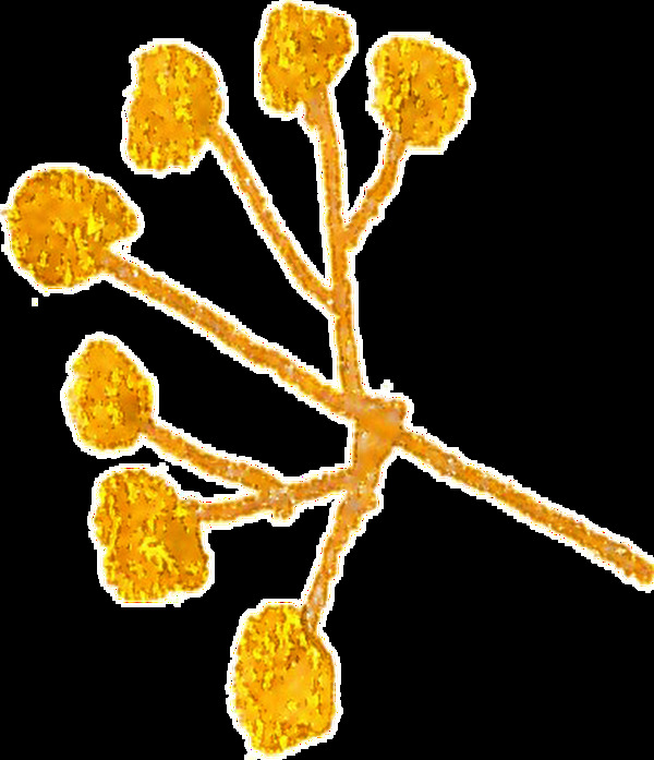 金色高贵植物卡通透明素材
