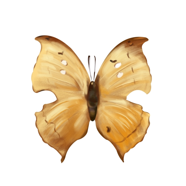 蝴蝶标本手绘插画
