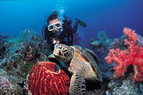 海洋潜水员海龟珊瑚