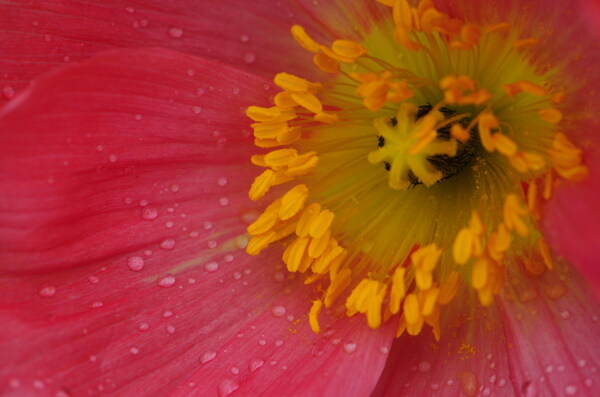 雨后花蕊图片