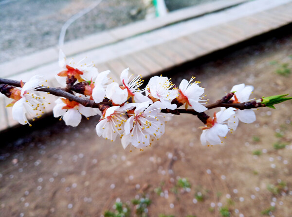 桃花摄影