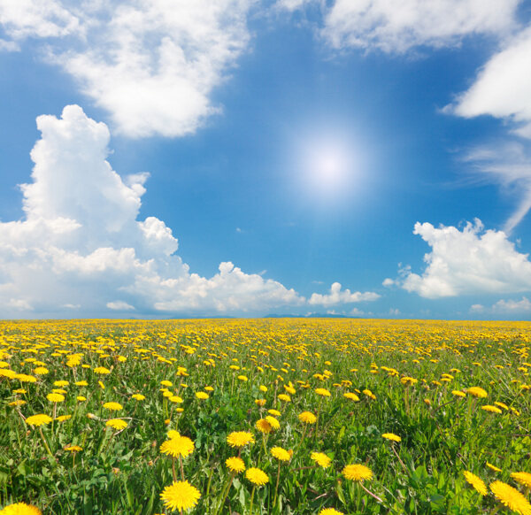 蓝天白云下的草原向日葵图片