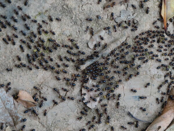 蚁的一种图片