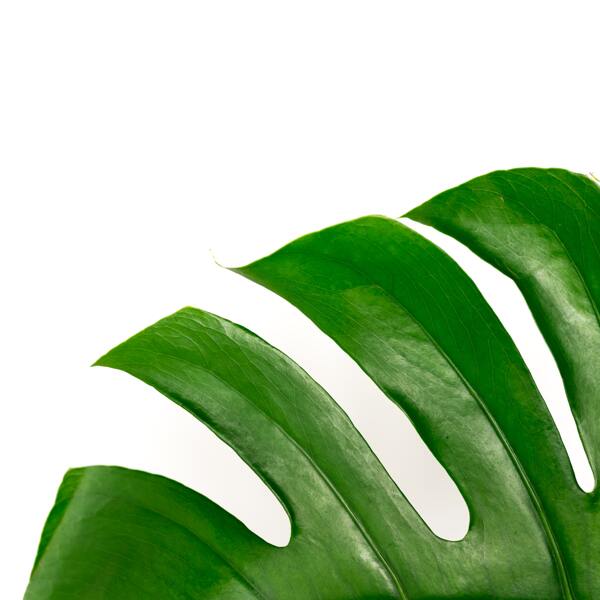 绿叶龟背竹桌面壁纸