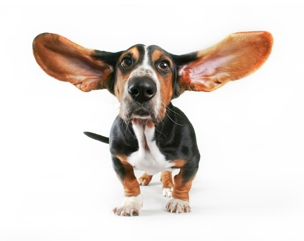 大耳朵宠物狗图片