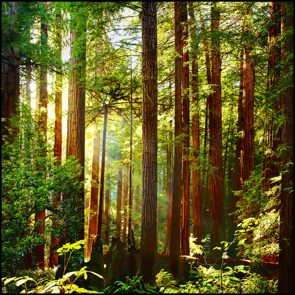 绿色幽静的原始森林图片