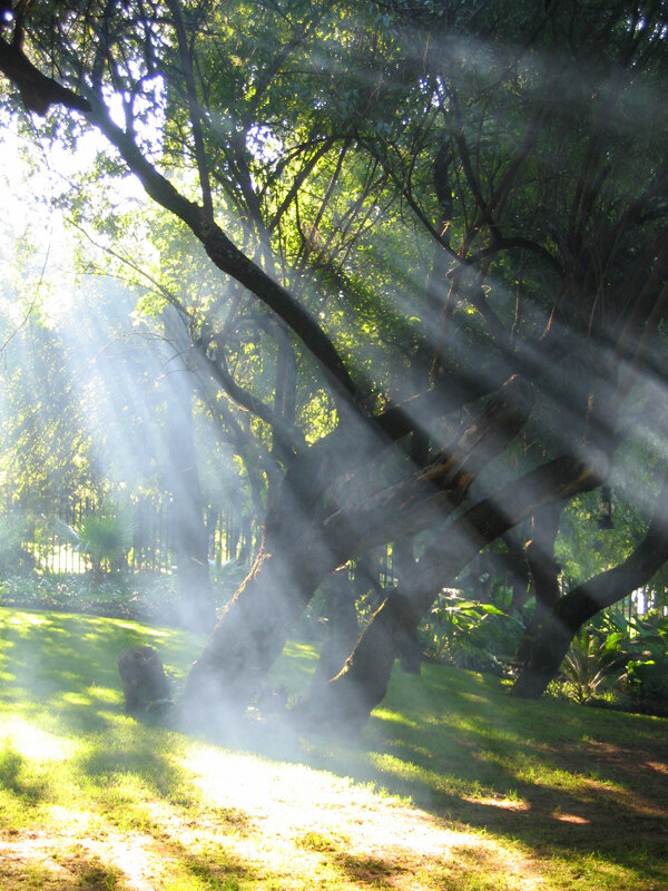 阳光照射过树林