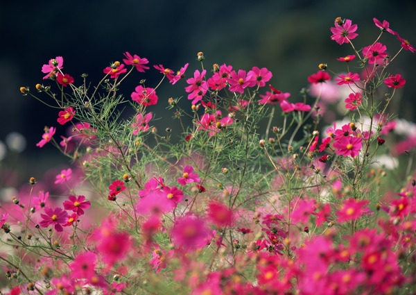 鲜花特写