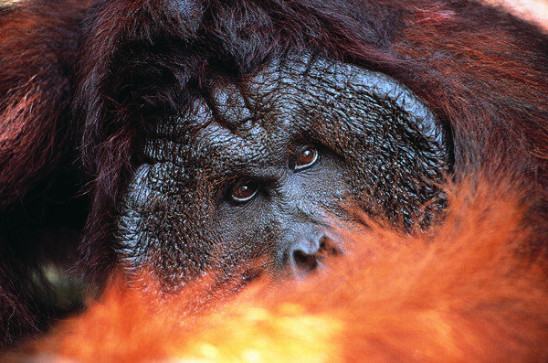 金刚原型火红的猩猩雄性猩猩